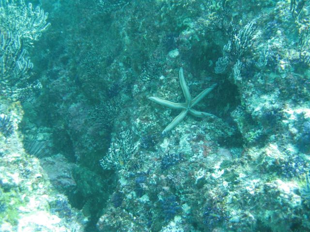 starfish